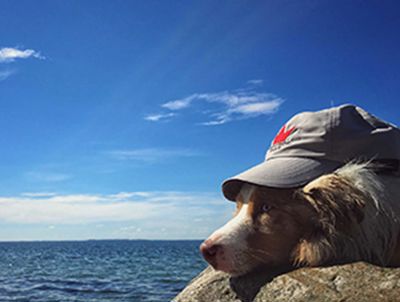 Elvstromsailsbeeteaser 1